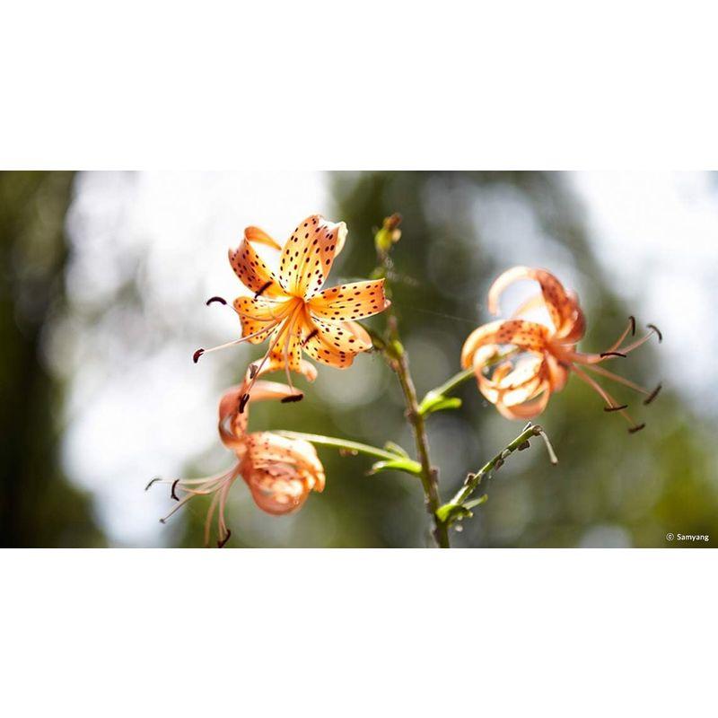 SAMYANG 単焦点望遠レンズ MF 85mm F1.4 Z ニコン Z用 マニュアルフォーカス885915 F1 85mm ニコン 単焦点望遠レンズ MF Z用 マニュアルフォーカス885915