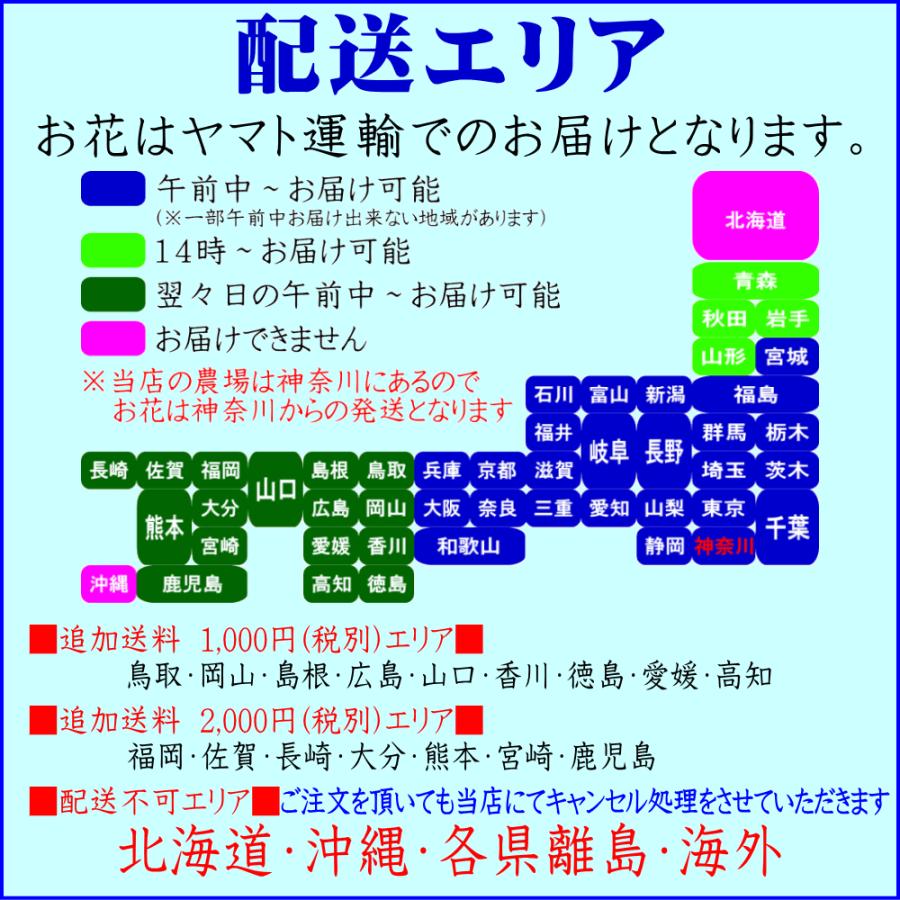 胡蝶蘭 お祝い お供え 開店祝い ★クーポン発行中★ 移転祝い 開業祝い 開院祝い 就任祝 昇進祝 大輪 白 3本立ち 誕生日祝 退職 還暦 1_17