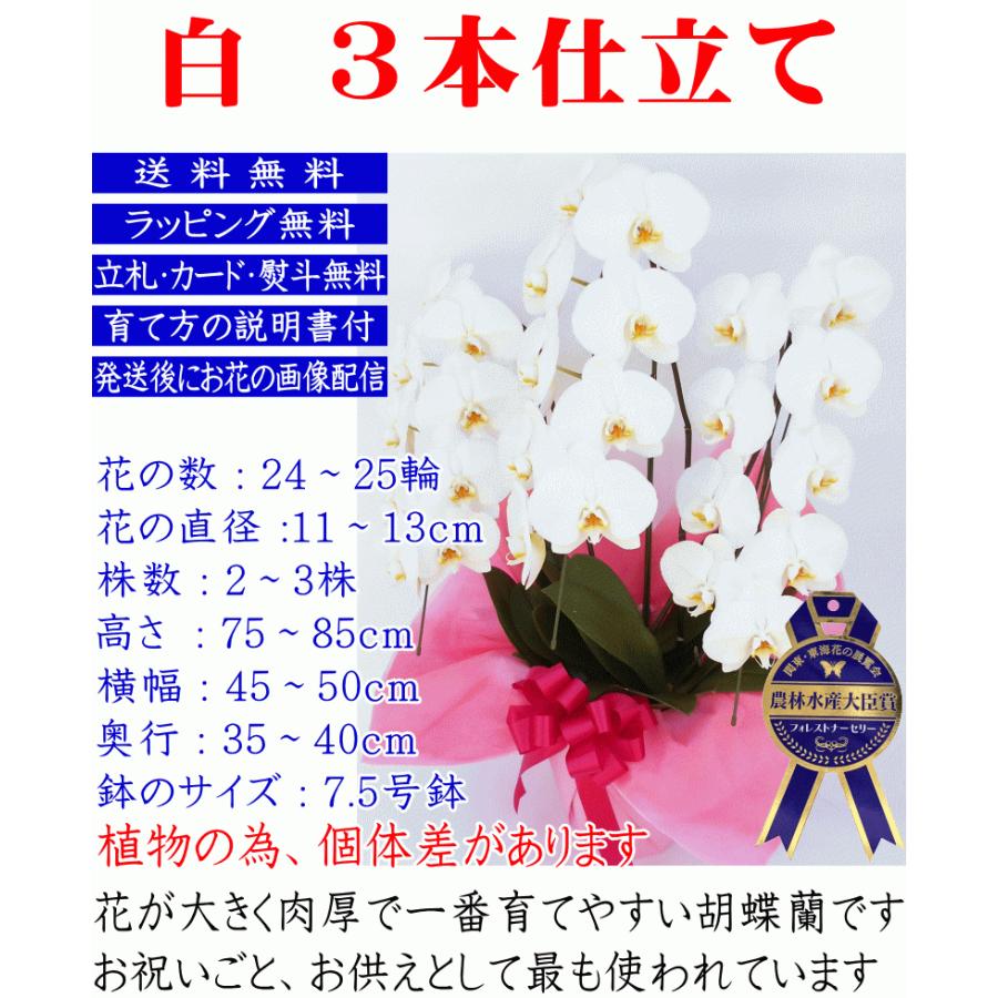 最高就任 祝い 胡蝶 蘭 すべての美しい花の画像