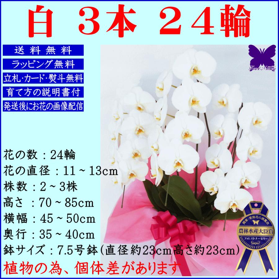 胡蝶蘭 お祝い お供え 開店祝い ★クーポン発行中★ 移転祝い 開業祝い 開院祝い 就任祝 昇進祝 大輪 白 3本立ち 誕生日祝 退職 還暦 1_1