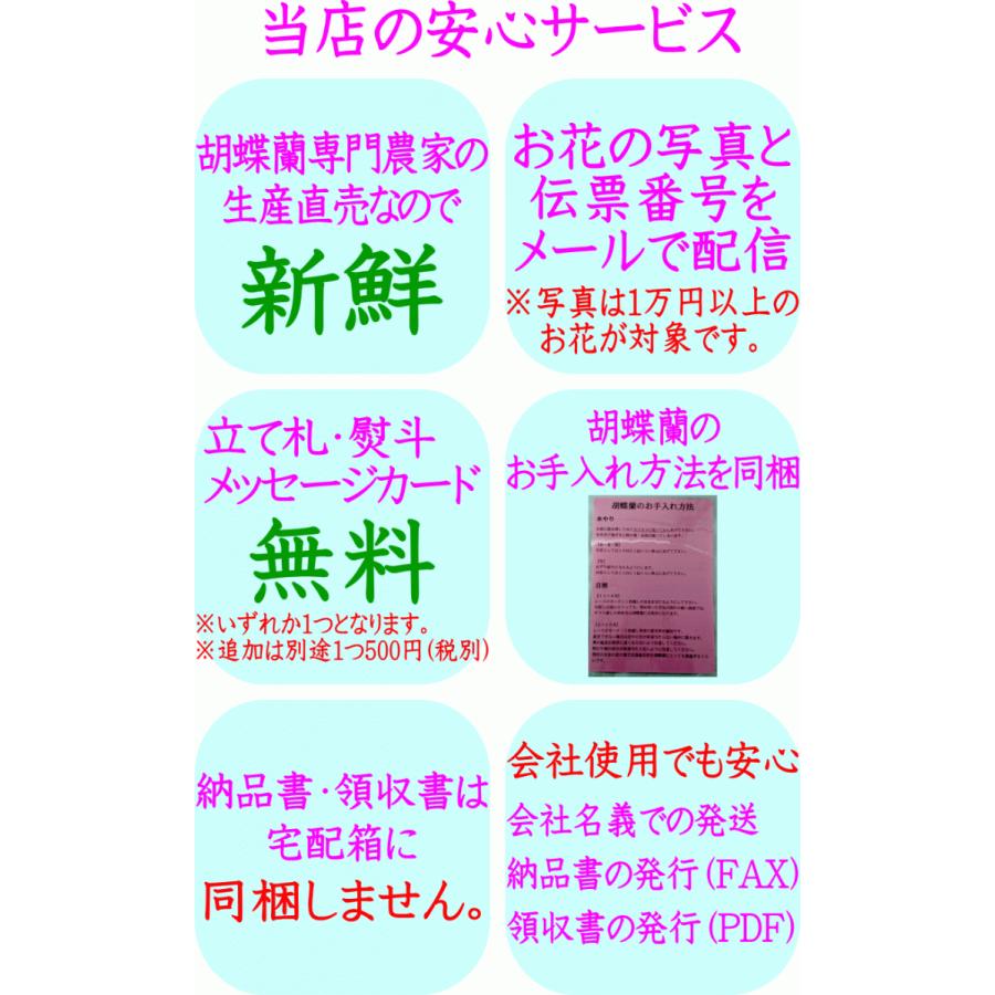 希望者のみラッピング無料 胡蝶蘭 開店祝い 大輪 白 3本立ち 24 25輪 ギフト お祝い 移転祝い 開業祝い 誕生日祝い 就任祝い 退職 還暦 お供え 命日 Aynaelda Com