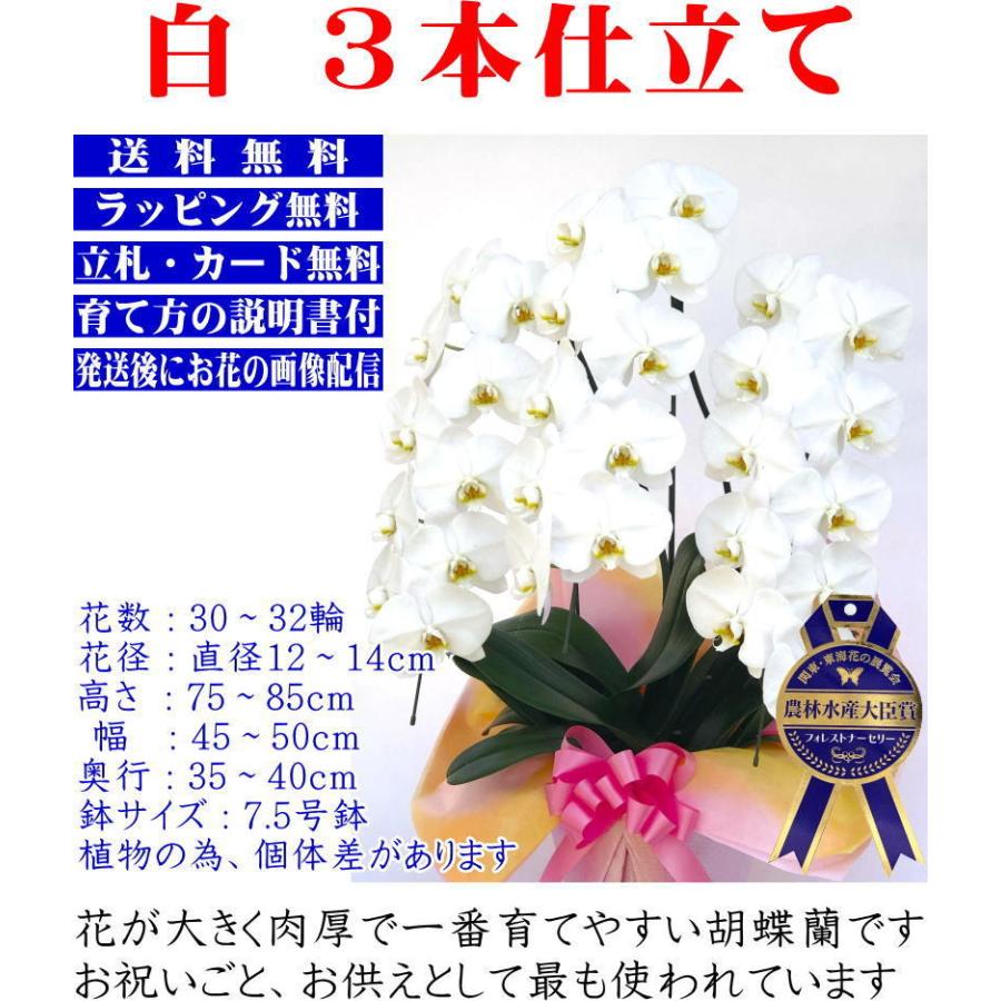 卸し売り購入 プレミアム 胡蝶蘭 大輪 10本立 1輪以上 白 生花 花 誕生日 プレゼント 御中元 中元 ギフト 女性 お祝い 祝い 御祝 開店 祝い 開業祝い 移転祝い 新築祝い 引越祝い 落成祝い 上場祝い 周年 就任祝い Fucoa Cl