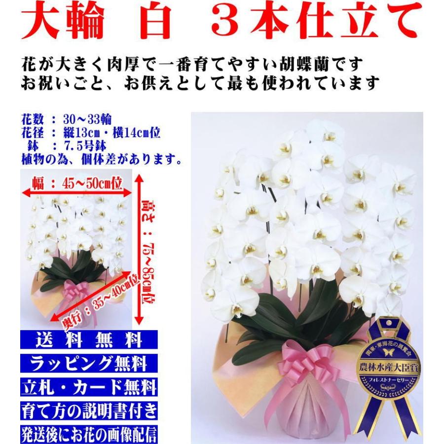 胡蝶蘭 開店祝い 大輪 白 3本立ち 30 33輪 お祝い ギフト 移転祝い 開業祝い 誕生日祝い 就任祝い 退職祝 還暦祝 お供え 命日 胡蝶蘭専門店フォレストナーサリー 通販 Yahoo ショッピング