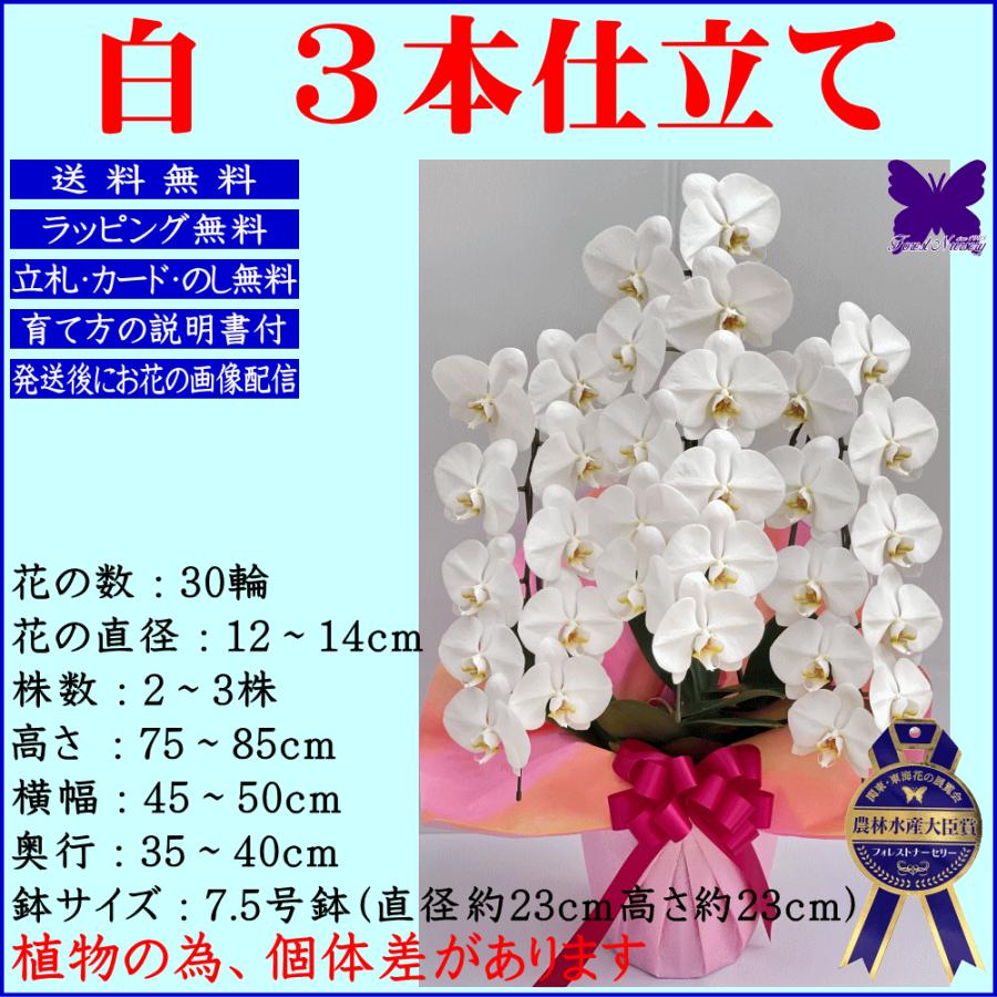 胡蝶蘭 お祝い 開店祝い 移転祝い 開業祝い 大輪 白 3本立ち 30