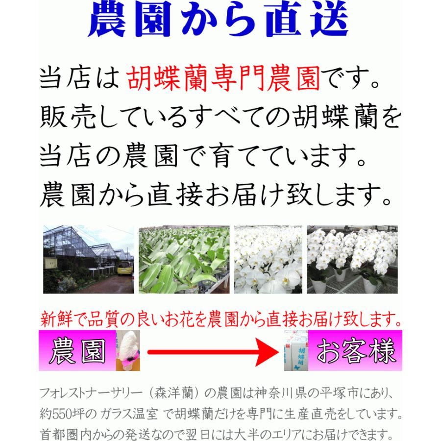 胡蝶蘭 開店祝い 大輪 白 5本立ち 45 50輪 お祝い ギフト 移転祝い 開業祝い 誕生日祝い 就任祝い 退職祝い 還暦祝い 胡蝶蘭 胡蝶蘭専門店フォレストナーサリー 通販 Yahoo ショッピング