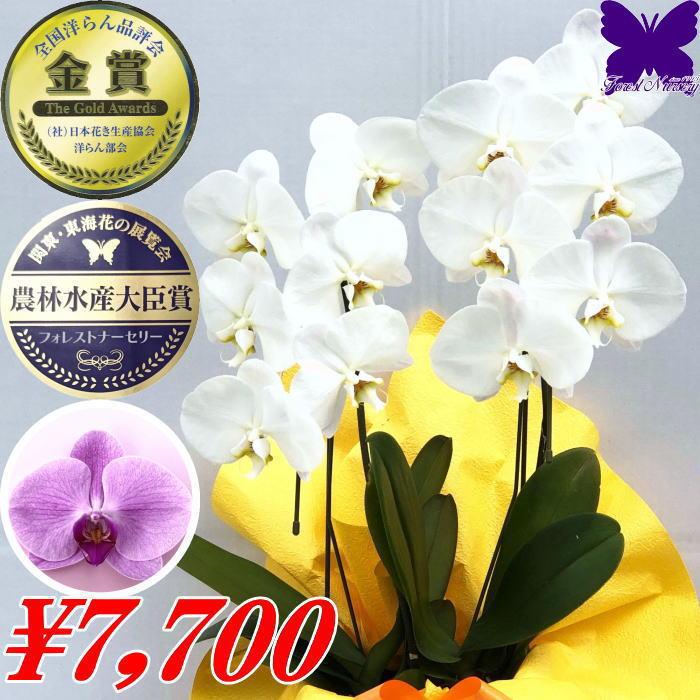 新素材新作 お祝い 還暦 コチョウラン 竣工式落成式 お祝い返し 米寿 胡蝶蘭 胡蝶蘭3本立ち大輪 開店祝い 送料無料 還暦祝い 3本立ち お歳暮株主総会はなやか正月 喜寿 お供え花 お祝い花 胡蝶蘭3本立ち 花 観葉植物