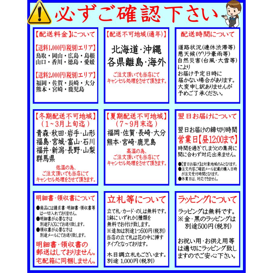 胡蝶蘭 お祝い 大輪 白 2本立ち(10〜12輪) 開店祝い ギフト 移転祝い 開業祝い 誕生日祝い 就任祝い 退職祝い 還暦祝い 胡蝶蘭 お供え｜forest-nursery｜18