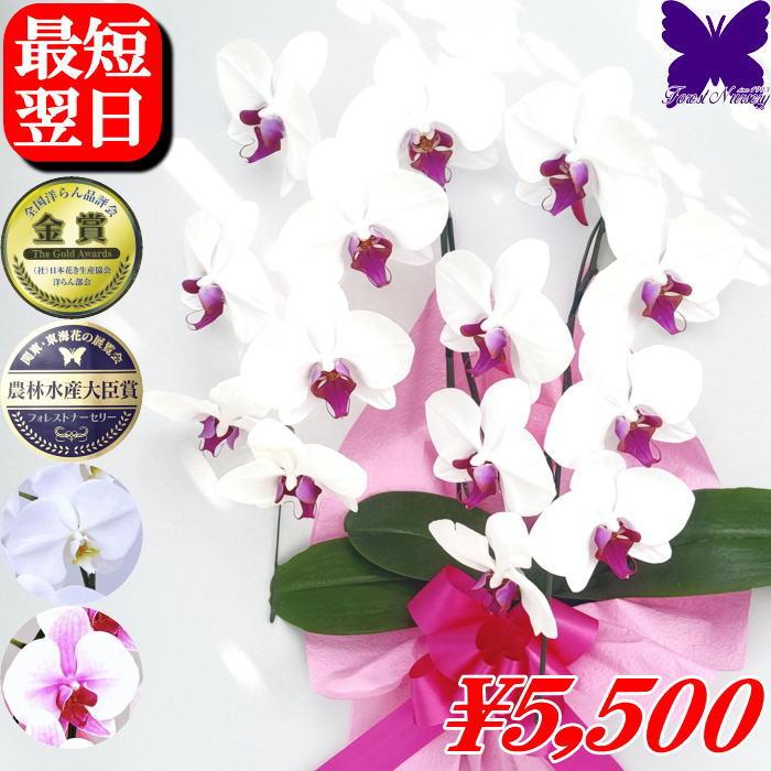 誕生日 お祝い 胡蝶蘭 赤リップ 白赤 白 開店祝 ★クーポン発行中★ 2本 お祝い 移転祝 開業祝 就任祝 退職祝 還暦祝 古希 米寿 喜寿 傘寿 卒寿 お供え 母の日（Yahoo!・胡蝶蘭専門店フォレストナーサリー）