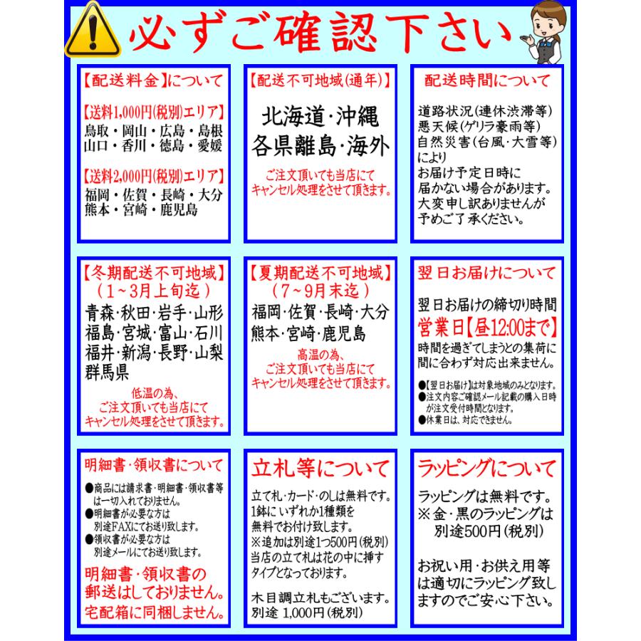 胡蝶蘭 お祝い 開店祝い 移転祝い 開業祝い 大輪 白 3本立ち 24輪 