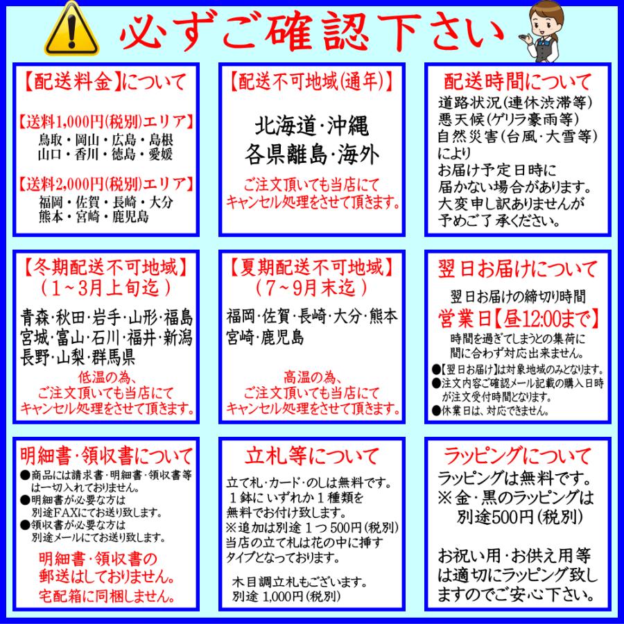 胡蝶蘭 お祝い専用 開店祝い 移転祝い 開業祝い 大輪 白 3本立ち 24輪 ポイント５倍 ギフト 誕生日祝い 就任祝い 退職 還暦 お供え 命日 1本に8輪 2