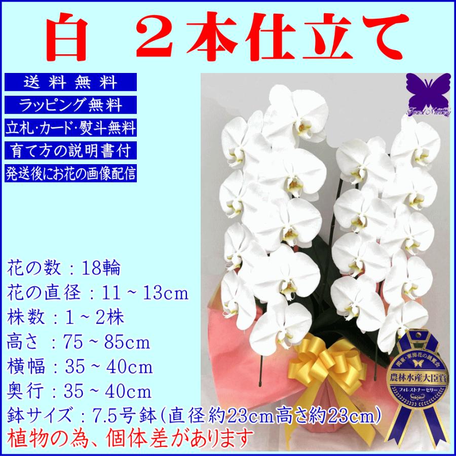 胡蝶蘭 お祝い専用 開店祝い 移転祝い 開業祝い 大輪 白 3本立ち 24輪 ポイント５倍 ギフト 誕生日祝い 就任祝い 退職 還暦 お供え 命日 1本に8輪 2