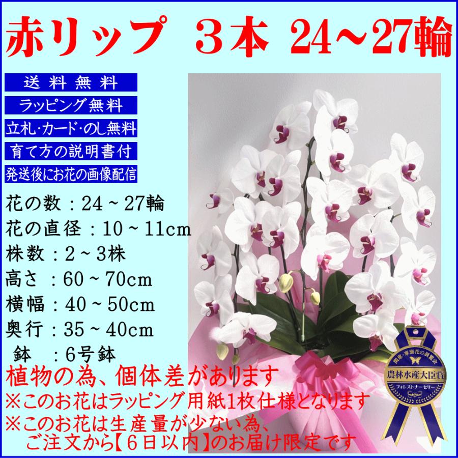 胡蝶蘭 お祝い専用 開店祝い ★クーポン発行中★ 移転祝 開業祝 開院祝 就任祝 昇進祝 赤リップ 白 3本立ち 誕生日祝 退職 還暦 2_1