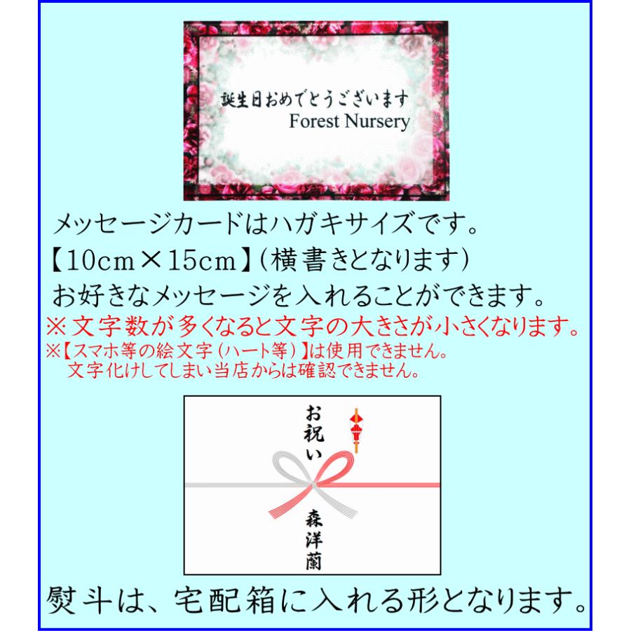 お祝い専用 胡蝶蘭 【ポイント10倍！】 開店祝い 白 3本立ち(24輪) 開店祝い お祝い ギフト 移転祝い 開業祝い 誕生日祝い 就任祝い 退職祝い 還暦祝い 1本に8輪｜forest-nursery｜12