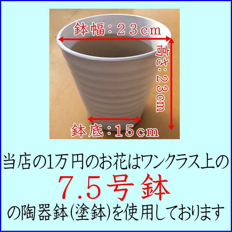 胡蝶蘭 お祝い専用 開店祝い 移転祝い 開業祝い 大輪 白 3本立ち 24輪 ポイント５倍 ギフト 誕生日祝い 就任祝い 退職 還暦 お供え 命日 1本に8輪 2