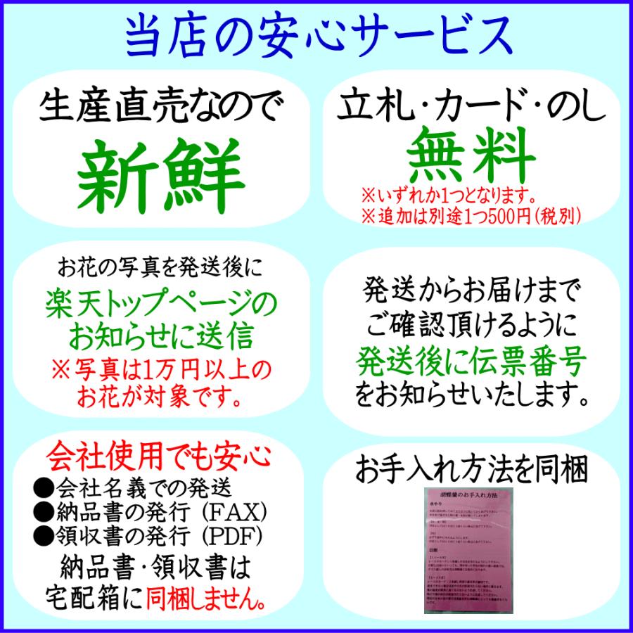 胡蝶蘭 お祝い専用 開店祝い 移転祝い 開業祝い 大輪 白 3本立ち 24輪 ポイント５倍 ギフト 誕生日祝い 就任祝い 退職 還暦 お供え 命日 1本に8輪 2