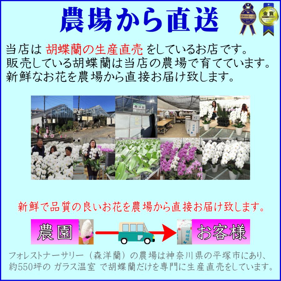 胡蝶蘭 お祝い専用 開店祝い 移転祝い 開業祝い 大輪 白 3本立ち 24輪 ポイント５倍 ギフト 誕生日祝い 就任祝い 退職 還暦 お供え 命日 1本に8輪 2