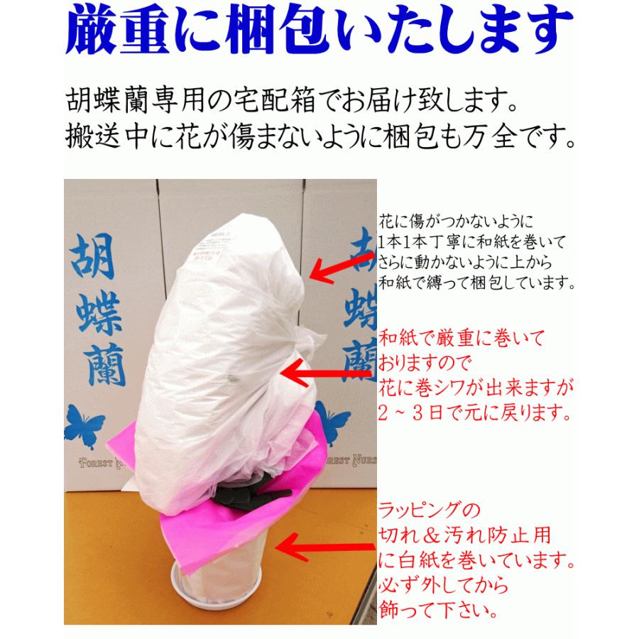 胡蝶蘭 開店祝い 白 3本立ち 24 27輪 開店祝い お祝い ギフト 移転祝い 開業祝い 誕生日祝い 就任祝い 退職祝い 還暦祝い 胡蝶蘭 胡蝶蘭専門店フォレストナーサリー 通販 Yahoo ショッピング