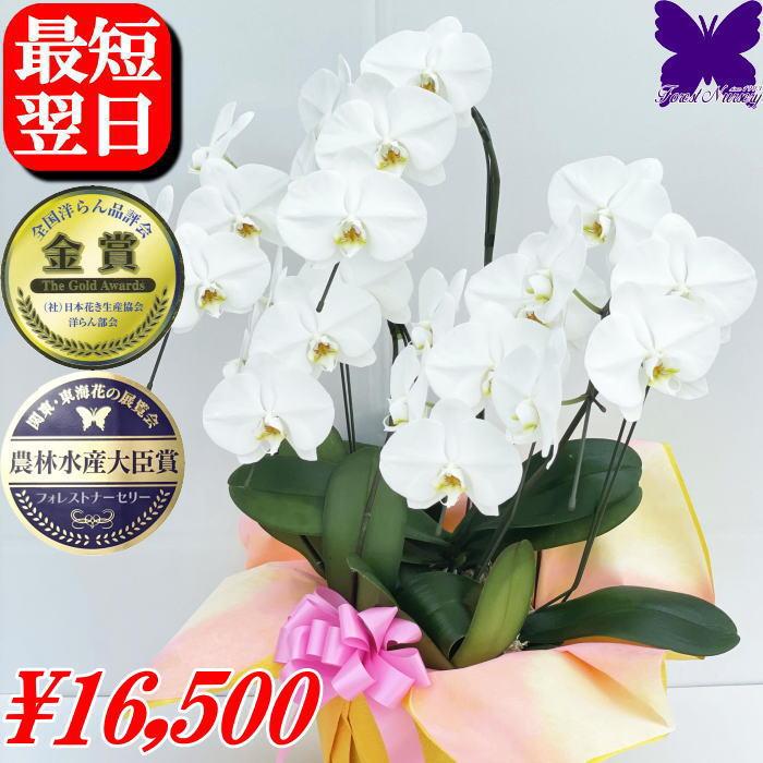 激安！白の胡蝶蘭 3本立 (開店・開業祝い等に) 胡蝶蘭3本立ち（白）40 | 移転祝い 開店祝い 法人ギフト販売の