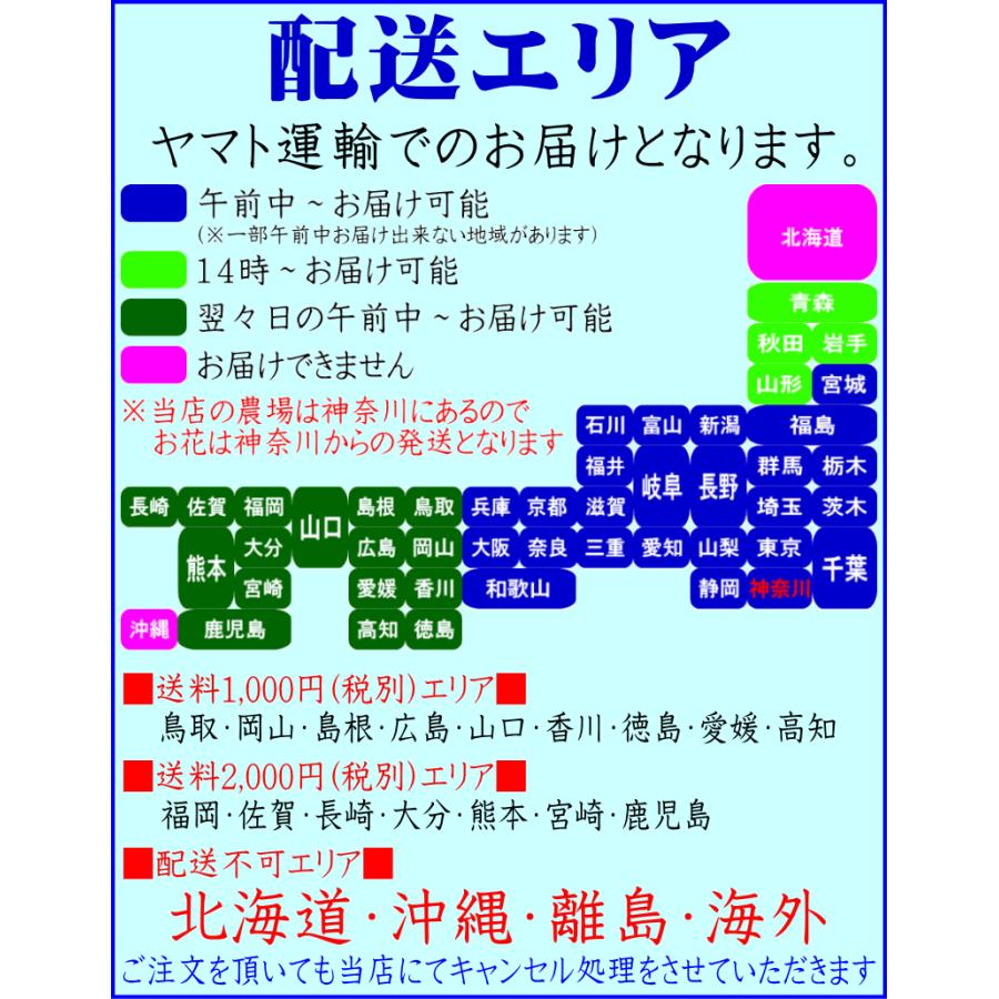 胡蝶蘭 【ポイント10倍！】 開店祝い 大輪 白 3本立ち 27輪 お祝い ギフト 移転祝い 開業祝い 誕生日祝い 就任祝い 退職祝い 還暦祝い 命日 1本に9輪｜forest-nursery｜13