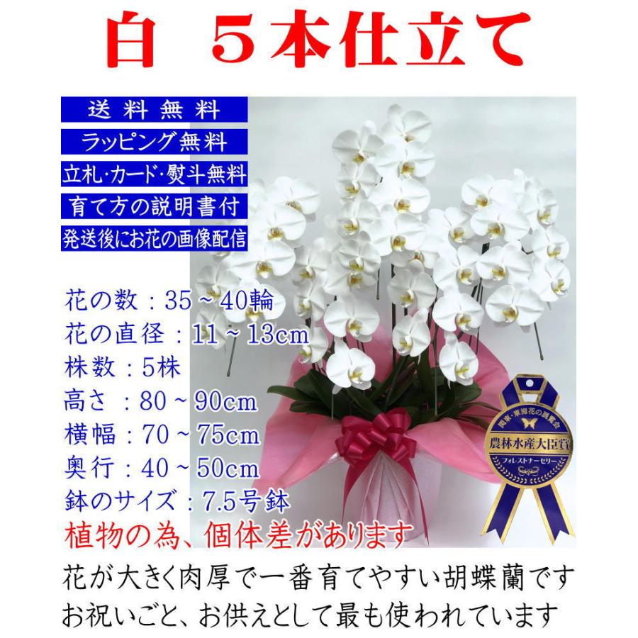 胡蝶蘭 開店祝い 大輪 白 5本立ち 35 40輪 お祝い ギフト 移転祝い 開業祝い 誕生日祝い 就任祝い 退職祝い 還暦祝い 胡蝶蘭 胡蝶蘭専門店フォレストナーサリー 通販 Yahoo ショッピング