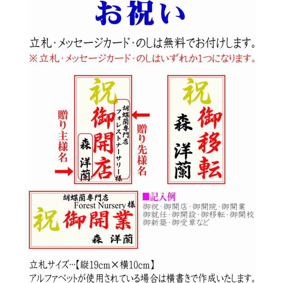 胡蝶蘭 開店祝い 大輪 白 5本立ち 35 40輪 お祝い ギフト 移転祝い 開業祝い 誕生日祝い 就任祝い 退職祝い 還暦祝い 胡蝶蘭 胡蝶蘭専門店フォレストナーサリー 通販 Yahoo ショッピング
