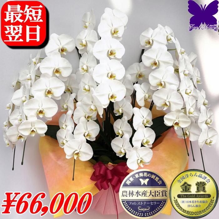 胡蝶蘭 開店祝い 花 ガーデニング 大輪 移転祝い 白 誕生日祝い 7本立ち 60 70輪 お祝い ギフト 移転祝い 開業祝い 誕生日祝い 就任祝い 退職祝い 還暦祝い 胡蝶蘭 胡蝶蘭専門店フォレストナーサリー Sale 29 Offの