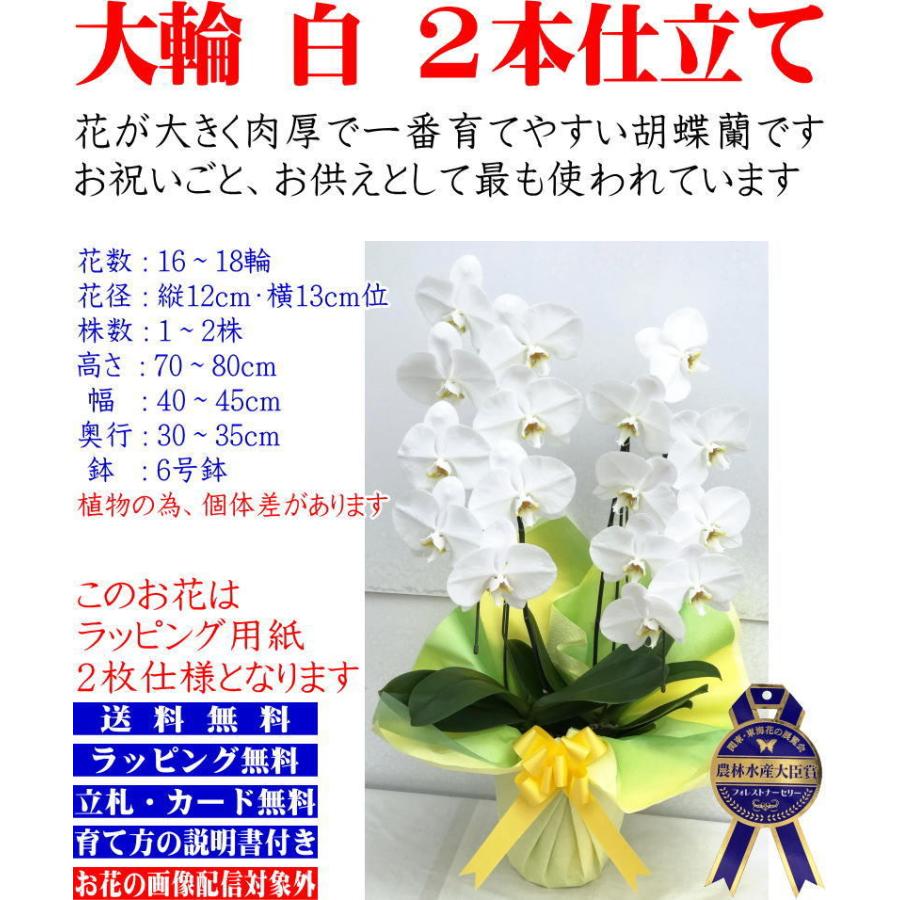 胡蝶蘭 大輪 5本立ち はなやか つぼみ込 移転祝い 送料無料 還暦祝い 花 ギフト お祝い 退職祝い 昇進祝い 就任祝い 開店祝い 40輪以上