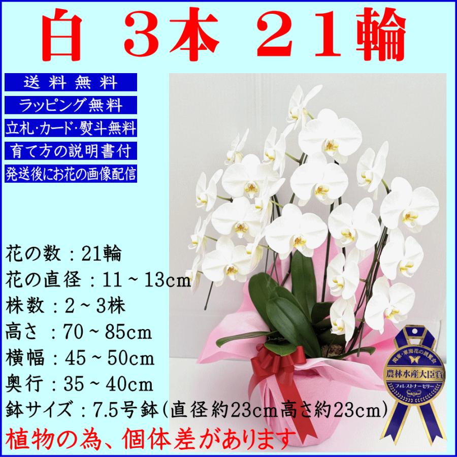 胡蝶蘭 お祝い お供え ★クーポン発行中★ 開店祝い 移転祝い 開業祝い 開院祝い 就任祝 昇進祝 大輪 白 3本立ち 誕生日祝 退職 還暦 1_1