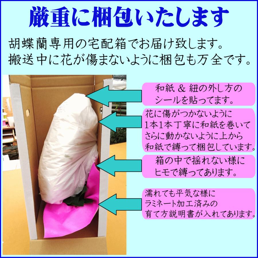 胡蝶蘭 アレンジメント お祝い お供え ★1000円OFFクーポン発行中12/27まで★ 白 3〜5本 21〜24輪 開店祝 移転祝 開業祝 誕生日祝 就任祝 退職 還暦 ギフトの画像