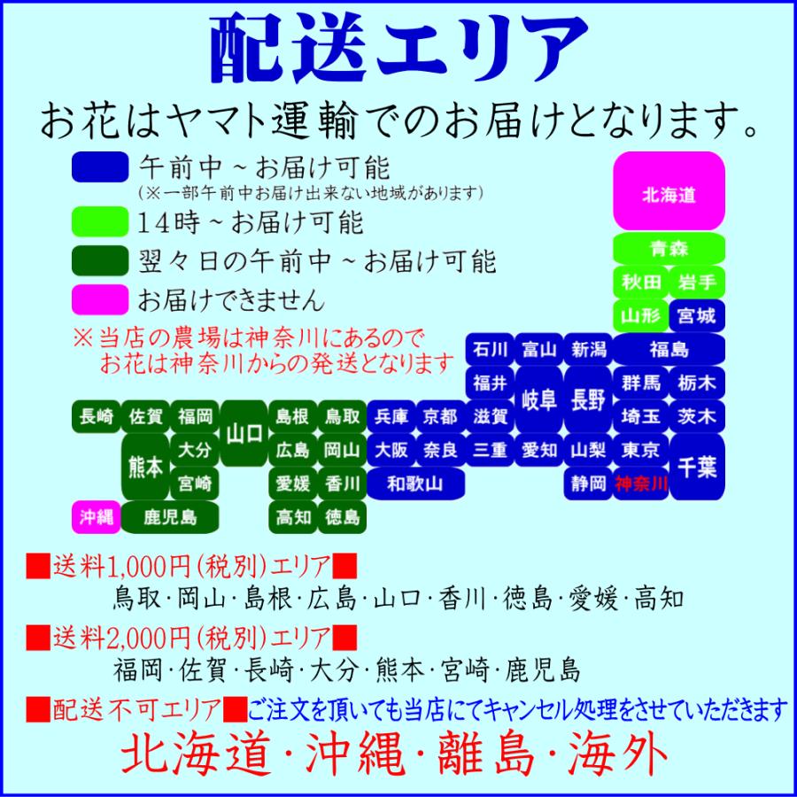 胡蝶蘭 アレンジメント お祝い お供え ★1000円OFFクーポン発行中12/27まで★ 白 3〜5本 21〜24輪 開店祝 移転祝 開業祝 誕生日祝 就任祝 退職 還暦 ギフトの画像