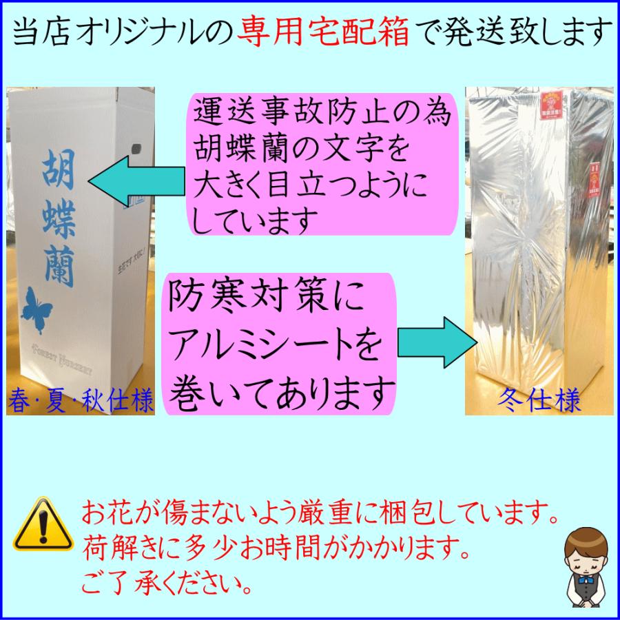 胡蝶蘭 アレンジメント お祝い お供え ★1000円OFFクーポン発行中12/27まで★ 白 3〜5本 21〜24輪 開店祝 移転祝 開業祝 誕生日祝 就任祝 退職 還暦 ギフトの画像