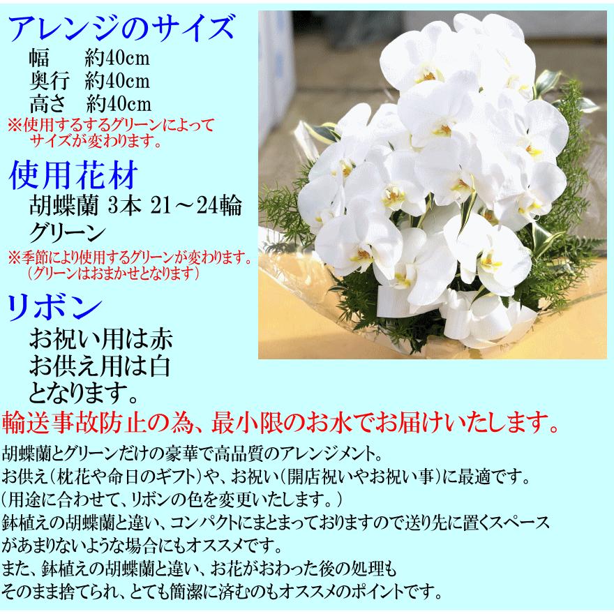 胡蝶蘭 アレンジメント お祝い お供え ★1000円OFFクーポン発行中12/27まで★ 白 3〜5本 21〜24輪 開店祝 移転祝 開業祝 誕生日祝 就任祝 退職 還暦 ギフトの画像