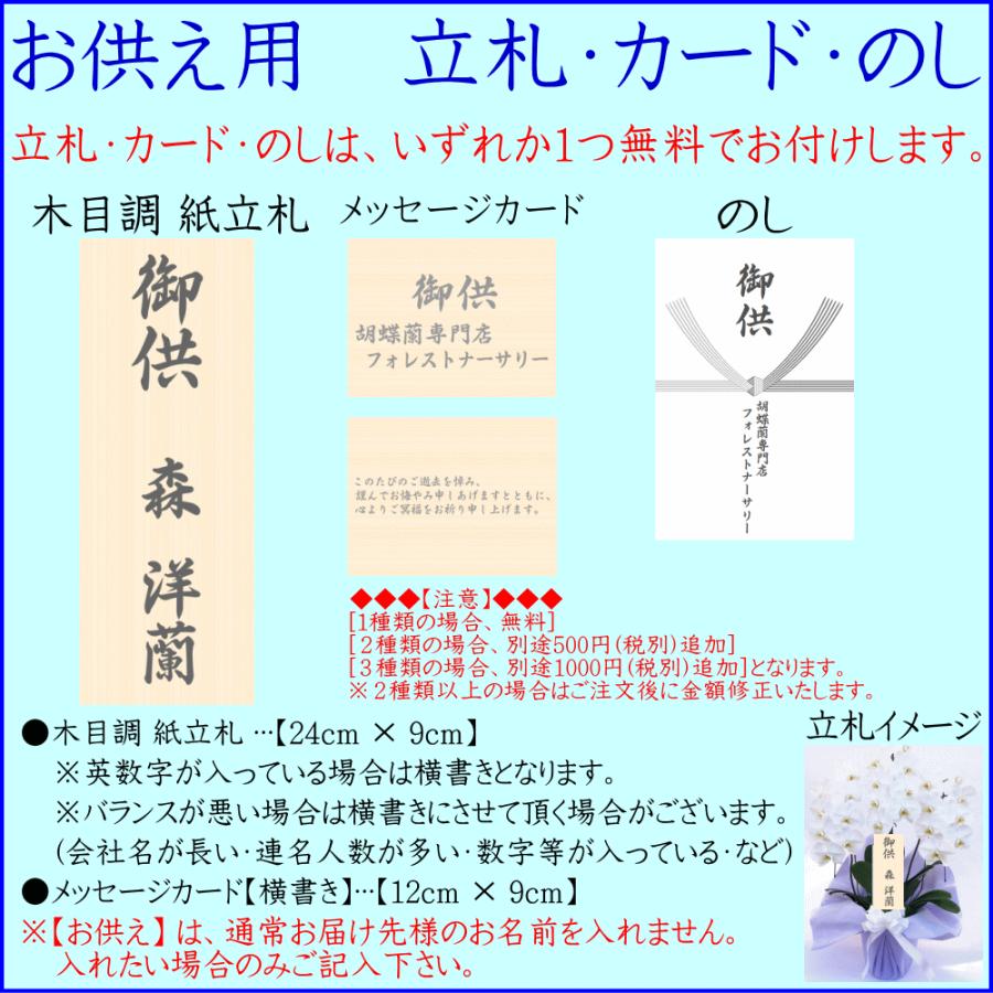 胡蝶蘭 アレンジメント お祝い お供え ★1000円OFFクーポン発行中12/27まで★ 白 3〜5本 21〜24輪 開店祝 移転祝 開業祝 誕生日祝 就任祝 退職 還暦 ギフトの画像