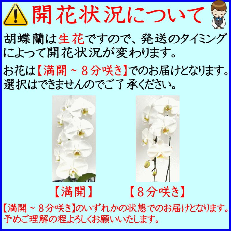 胡蝶蘭 お供え 御供 3本立ち14〜17輪 2本立ち14輪 仏花 献花 お盆 お彼岸 花 供花 お悔やみ 枕花 新盆 葬儀 告別式 法要 仏事 命日 ご供養 胡蝶蘭｜forest-nursery｜12