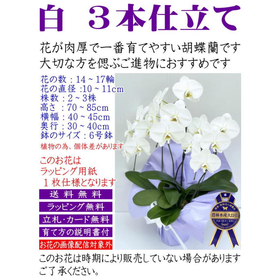 胡蝶蘭 お供え 御供 3本立ち14〜17輪 2本立ち14輪 仏花 献花 お盆 お彼岸 花 供花 お悔やみ 枕花 新盆 葬儀 告別式 法要 仏事 命日 ご供養 胡蝶蘭｜forest-nursery｜03