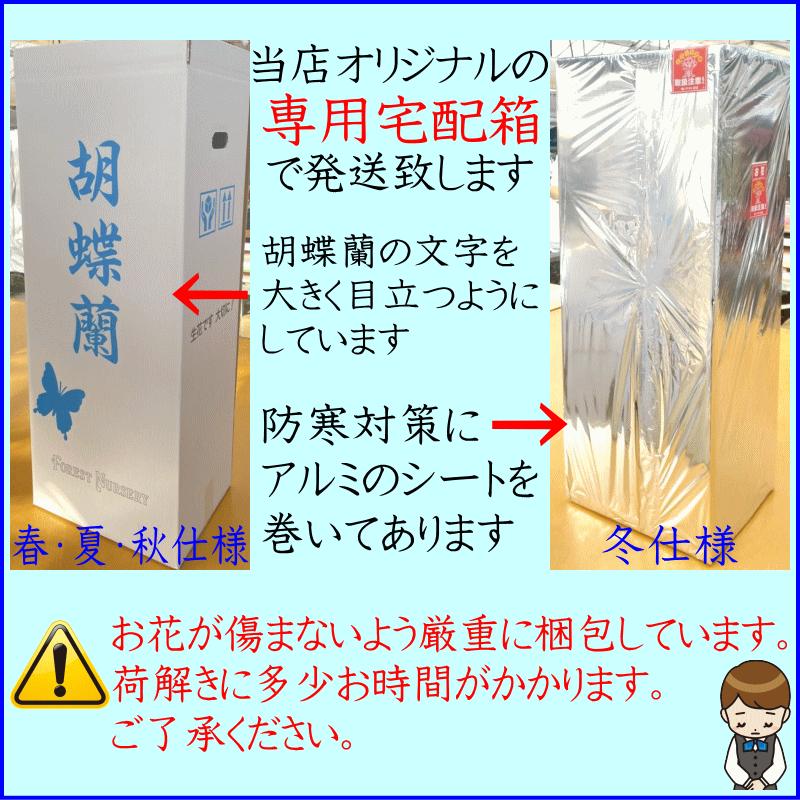 胡蝶蘭 【ポイント10倍！】 お供え 御供 大輪 白 3本立ち 24輪 仏花 献花 お盆 お彼岸 花 供花 お悔やみ 枕花 新盆 法要 仏事 命日 ご供養 胡蝶蘭｜forest-nursery｜12