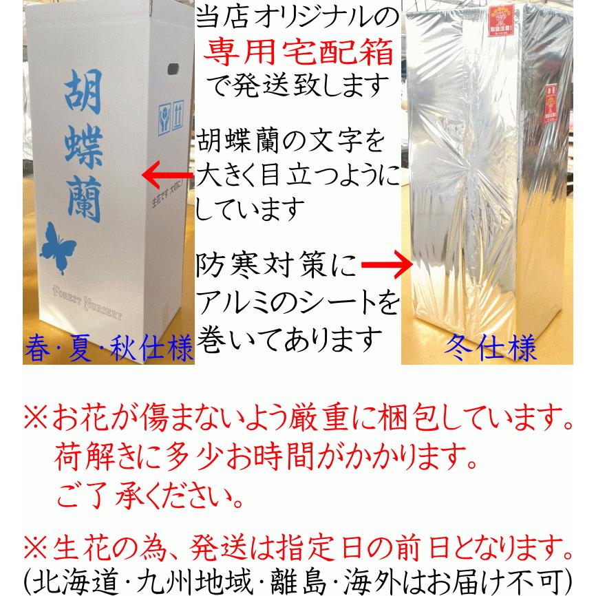 胡蝶蘭 お供え 大輪 白 3本立ち 24 27輪 仏花 献花 お盆 お彼岸 花 供花 お悔やみ 枕花 新盆 葬儀 告別式 法要 仏事 命日 ご供養 胡蝶蘭 Kotyouran Osonae 3f 胡蝶蘭専門店フォレストナーサリー 通販 Yahoo ショッピング