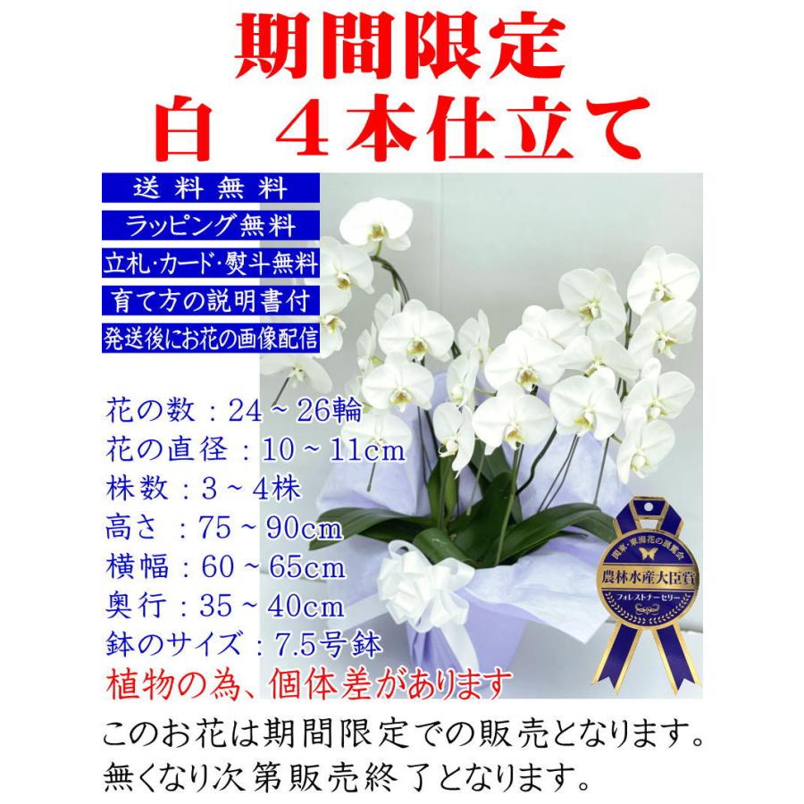 胡蝶蘭 お供え 御供 大輪 白 3本立ち 24 25輪 仏花 献花 お盆 お彼岸 花 供花 お悔やみ 枕花 新盆 葬儀 告別式 法要 仏事 命日 ご供養 胡蝶蘭 Kotyouran Osonae 3f 胡蝶蘭専門店フォレストナーサリー 通販 Yahoo ショッピング