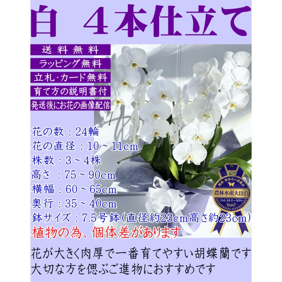 胡蝶蘭 お供え 御供 大輪 白 3本立ち 27輪 仏花 献花 お盆 お彼岸 花 供花 お悔やみ 枕花 新盆 葬儀 告別式 法要 仏事 命日 ご供養 胡蝶蘭｜forest-nursery｜03