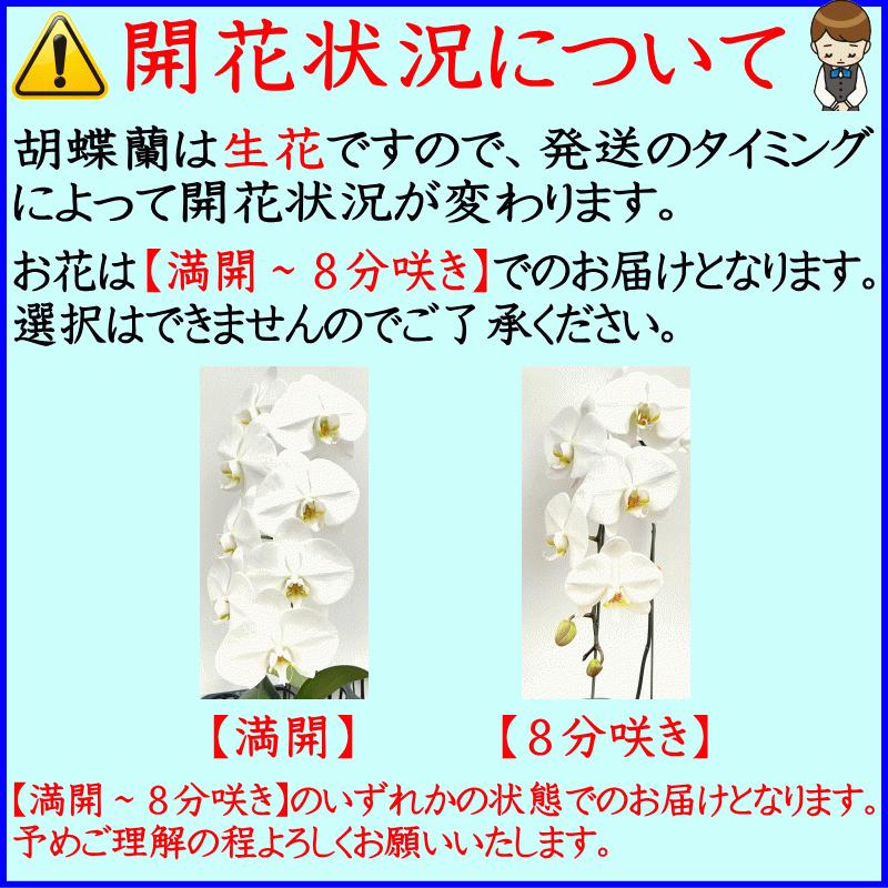 胡蝶蘭 お供え 大輪 白 3本立ち 30 32輪 仏花 献花 お盆 お彼岸 花 供花 お悔やみ 枕花 新盆 葬儀 告別式 法要 仏事 命日 ご供養 胡蝶蘭 Kotyouran Osonae 3f 胡蝶蘭専門店フォレストナーサリー 通販 Yahoo ショッピング