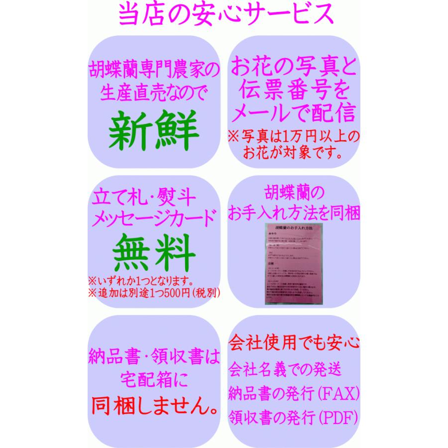 胡蝶蘭 お供え 御供 大輪 白 3本立ち 30 32輪 仏花 献花 お盆 お彼岸 花 供花 お悔やみ 枕花 新盆 葬儀 告別式 法要 仏事 命日 ご供養 胡蝶蘭 Kotyouran Osonae 3f 胡蝶蘭専門店フォレストナーサリー 通販 Yahoo ショッピング