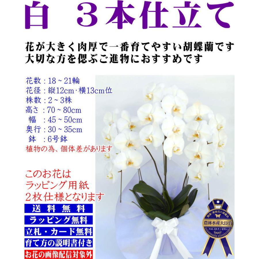 胡蝶蘭 お供え 大輪 白 3本立ち 18 21輪 仏花 献花 お盆 お彼岸 花 供花 お悔やみ 枕花 新盆 葬儀 告別式 法要 仏事 命日 ご供養 胡蝶蘭 Kotyouran Osonae 3f 8000 1 胡蝶蘭専門店フォレストナーサリー 通販 Yahoo ショッピング