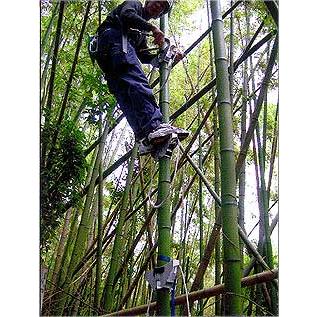 スーパーステップ単品 / 大径木タイプ 木登り道具 : フォレスト