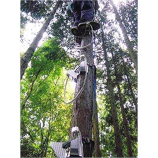 スーパーステップ単品 / 大径木タイプ 木登り道具 : フォレスト