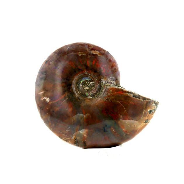 アンモライト （アンモナイト） 化石 原石 No.1 パワーストーン 天然石