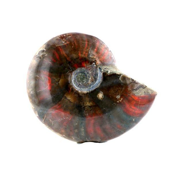 アンモライト （アンモナイト） 化石 原石 No.7 パワーストーン