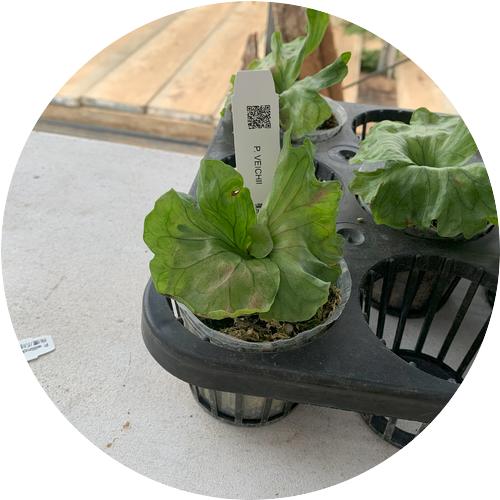 ポット用タグ（名札）用　リボン　5巻 |  | 01