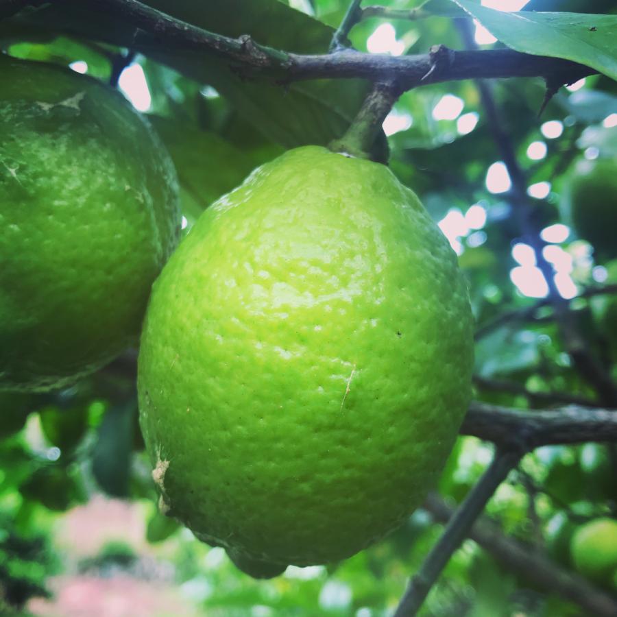 ドライレモン 栽培期間中 農薬 化学肥料 ノーワックス 40g 岡山県 牛窓グリーンレモン 100 使用 国産 農家直送 Foretfarm Dry Lemon 乾燥野菜 レモン 09 Foret Farm 通販 Yahoo ショッピング