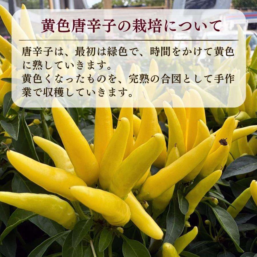 岡山県 有機JAS 黄金唐辛子一味唐辛子 80g 無農薬 無化学肥料 鷹の爪 一味唐辛子 七味唐辛子 唐辛子 キムチ鍋 キムチ　国産　激辛 |  | 06