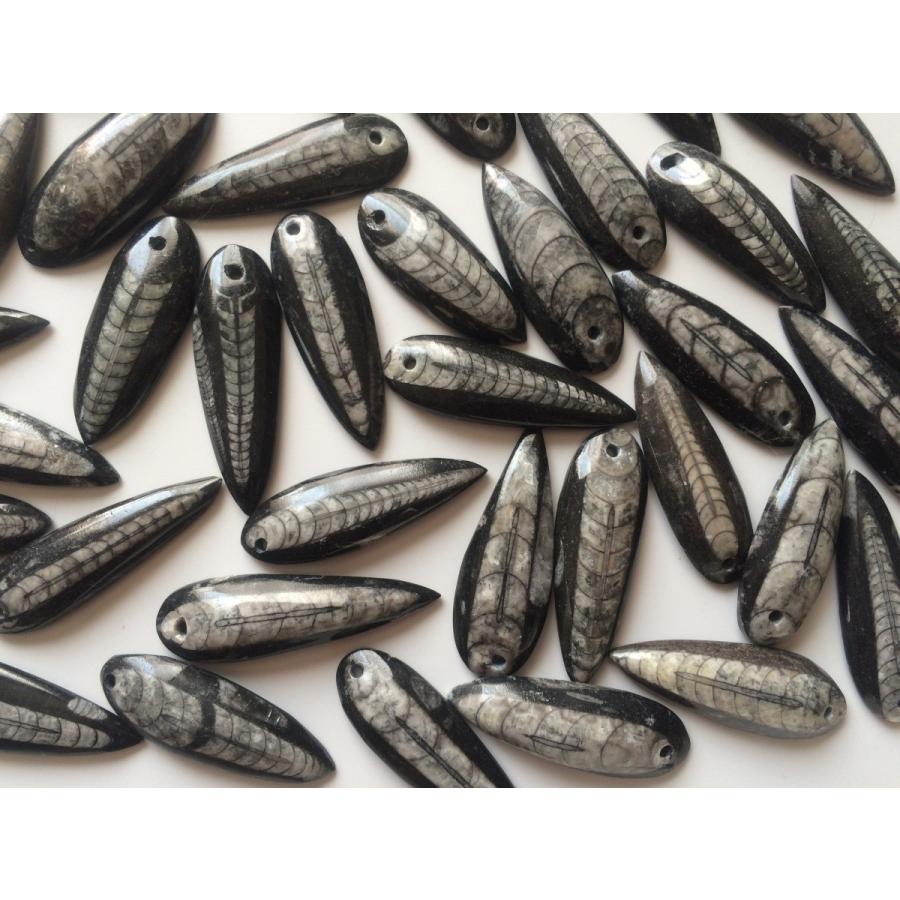 ☆ペンダントなどのアクセサリーに最適☆「直角貝」の化石 3個 : 化石